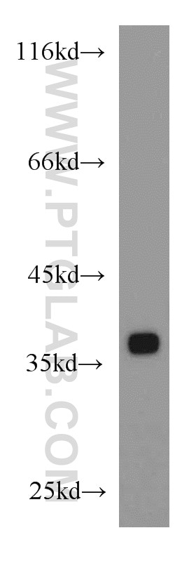 Western Blot (WB) analysis of K-562 cells using EIF3I Polyclonal antibody (11287-1-AP)