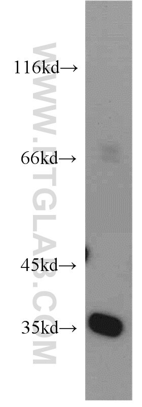 Western Blot (WB) analysis of HeLa cells using EIF3I Polyclonal antibody (11287-1-AP)