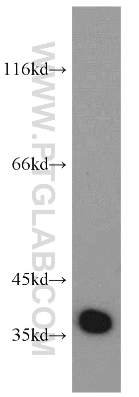 Western Blot (WB) analysis of HepG2 cells using EIF3I Polyclonal antibody (11287-1-AP)