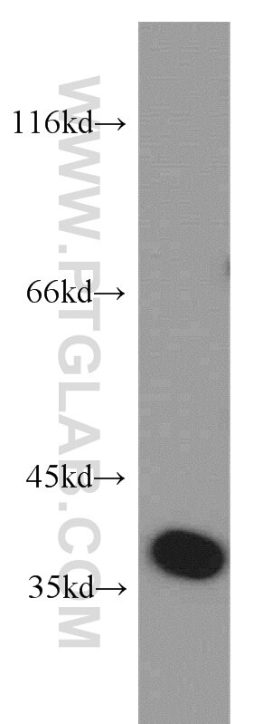 Western Blot (WB) analysis of HEK-293 cells using EIF3I Polyclonal antibody (11287-1-AP)