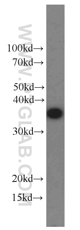 Western Blot (WB) analysis of SH-SY5Y cells using EIF3I Polyclonal antibody (11287-1-AP)