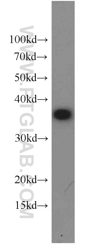 Western Blot (WB) analysis of HEK-293 cells using EIF3I Polyclonal antibody (11287-1-AP)