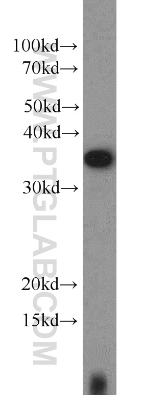 Western Blot (WB) analysis of Jurkat cells using EIF3I Polyclonal antibody (11287-1-AP)