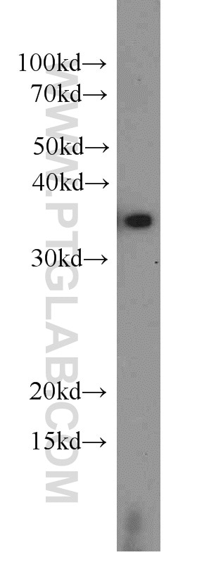 Western Blot (WB) analysis of NIH/3T3 cells using EIF3I Polyclonal antibody (11287-1-AP)