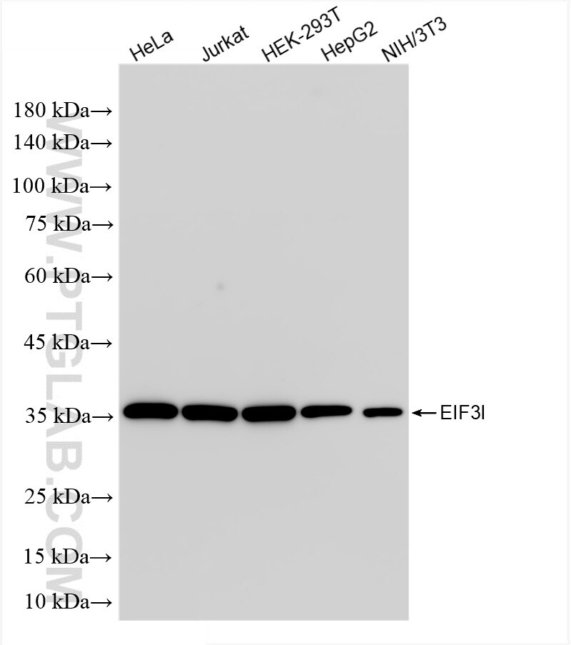 EIF3I