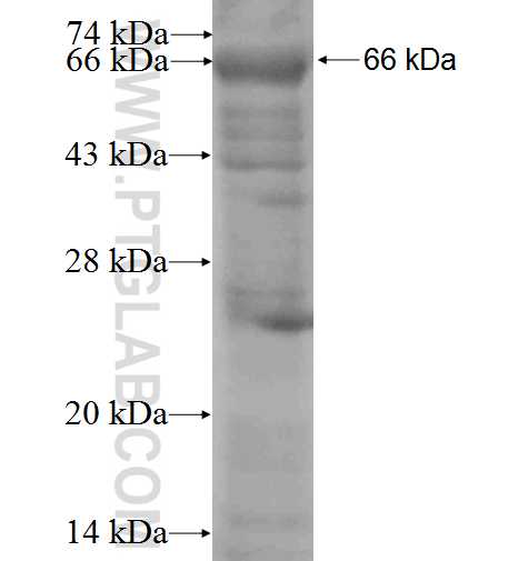 EIF3I fusion protein Ag1847 SDS-PAGE