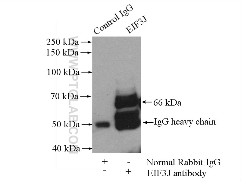Immunoprecipitation (IP) experiment of HeLa cells using EIF3J Polyclonal antibody (10439-1-AP)