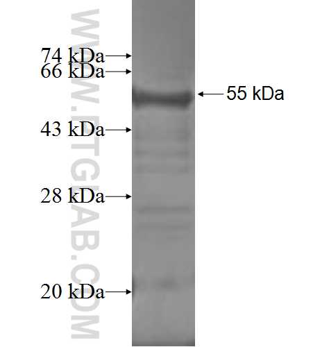 EIF3J fusion protein Ag0678 SDS-PAGE