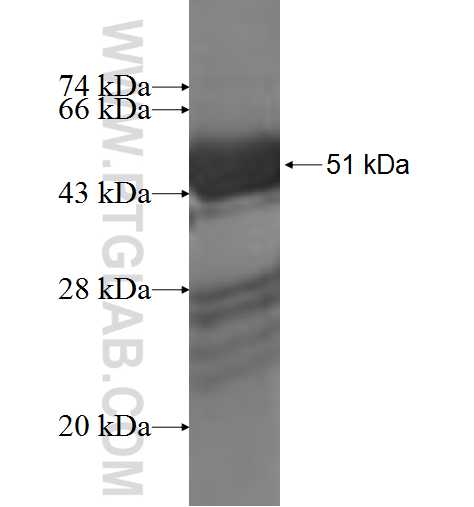 EIF3K fusion protein Ag1000 SDS-PAGE