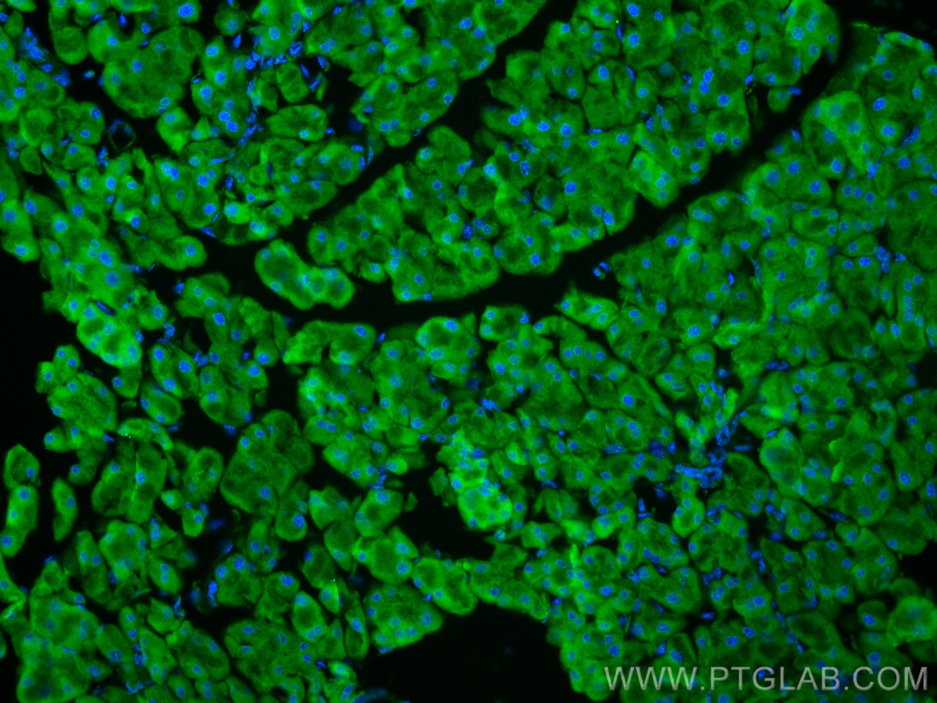 Immunofluorescence (IF) / fluorescent staining of mouse pancreas tissue using EIF3L Monoclonal antibody (67719-1-Ig)