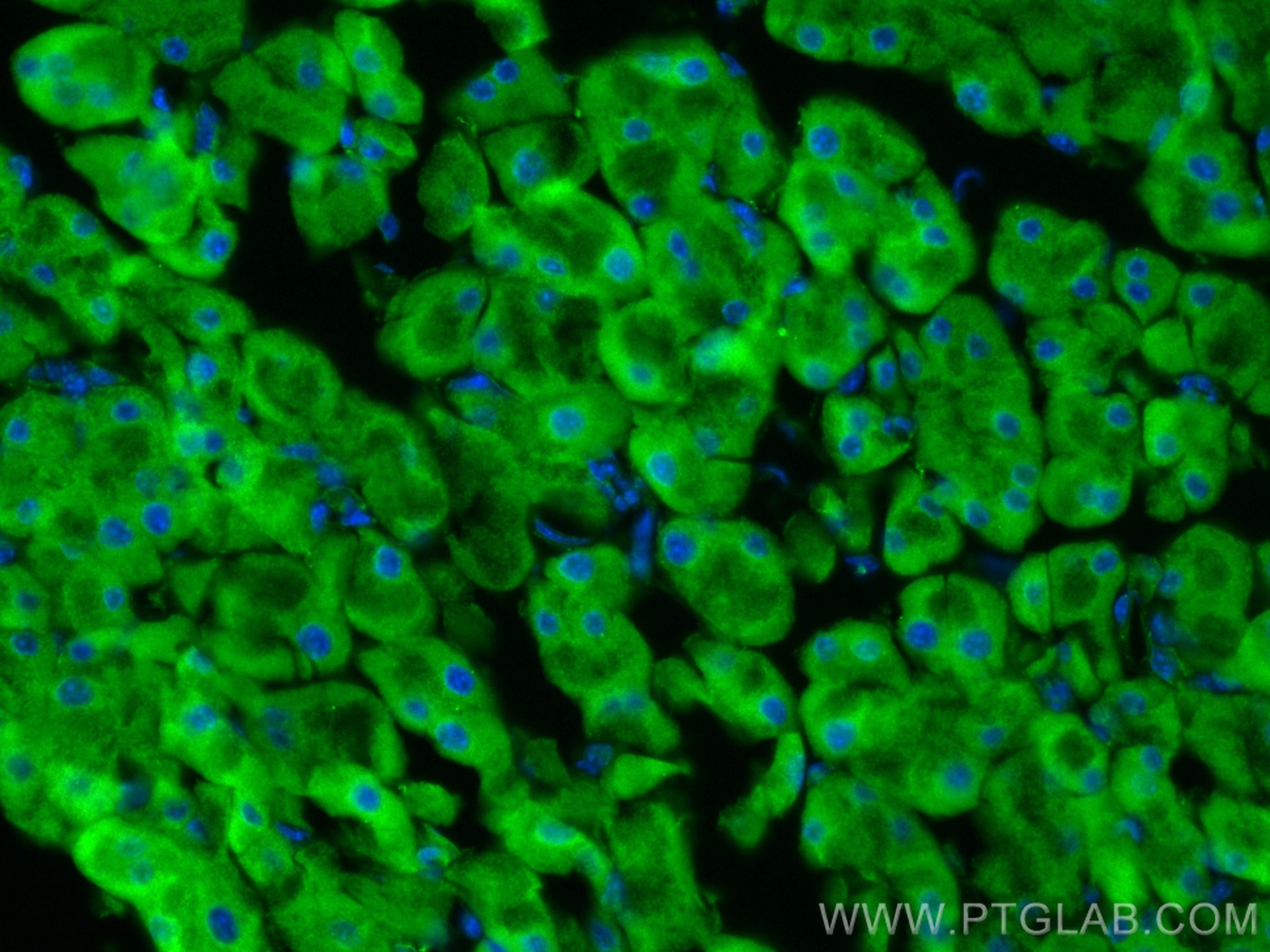 Immunofluorescence (IF) / fluorescent staining of mouse pancreas tissue using EIF3L Monoclonal antibody (67719-1-Ig)