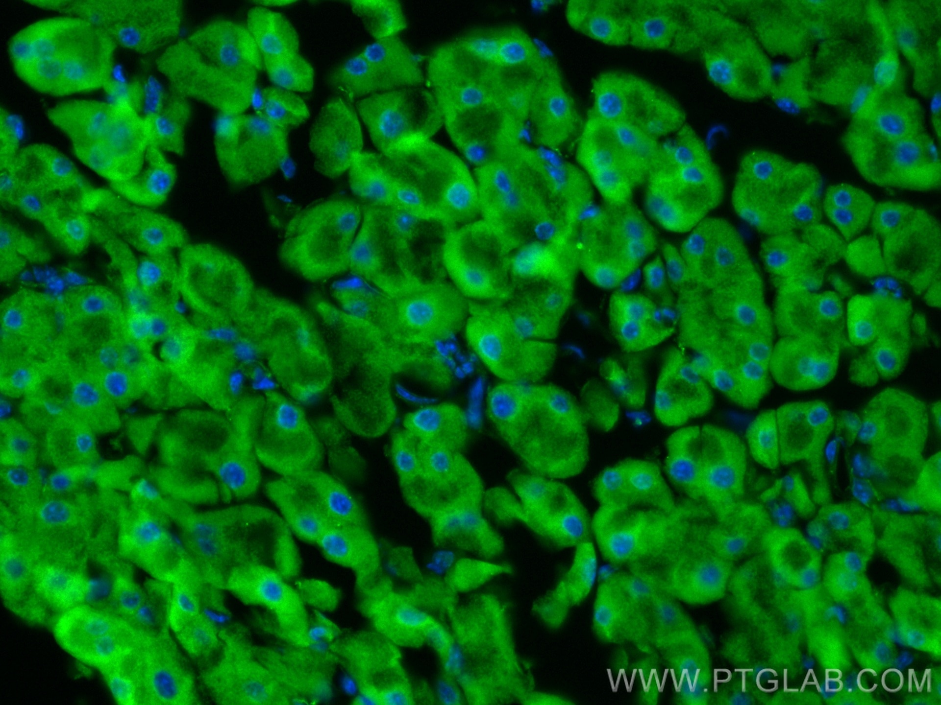 IF Staining of mouse pancreas using 67719-1-Ig