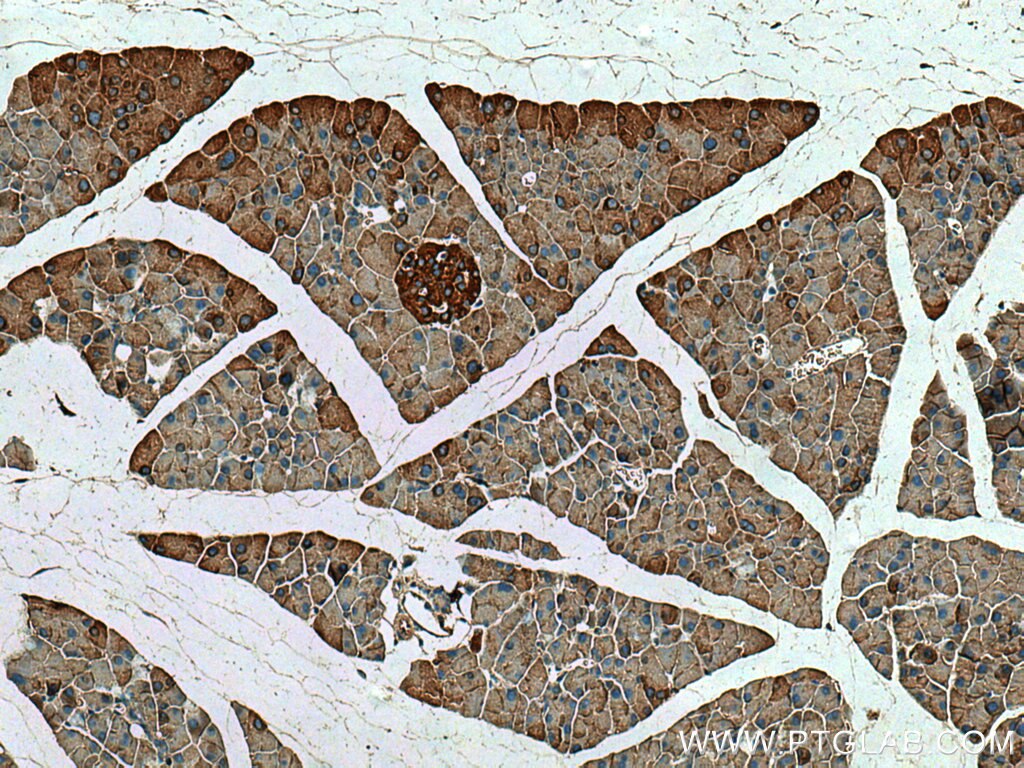 Immunohistochemistry (IHC) staining of mouse pancreas tissue using EIF3L Monoclonal antibody (67719-1-Ig)