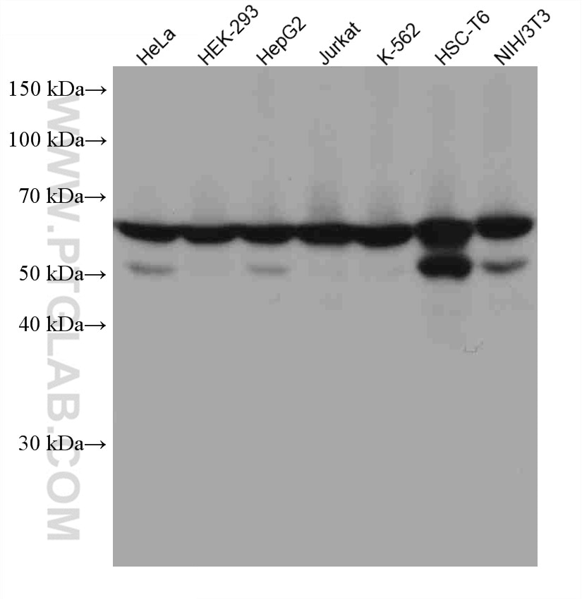 Western Blot (WB) analysis of various lysates using EIF3L Monoclonal antibody (67719-1-Ig)