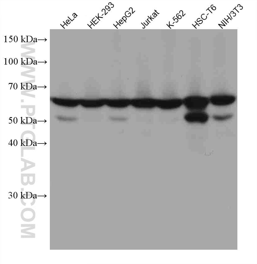 WB analysis using 67719-1-Ig