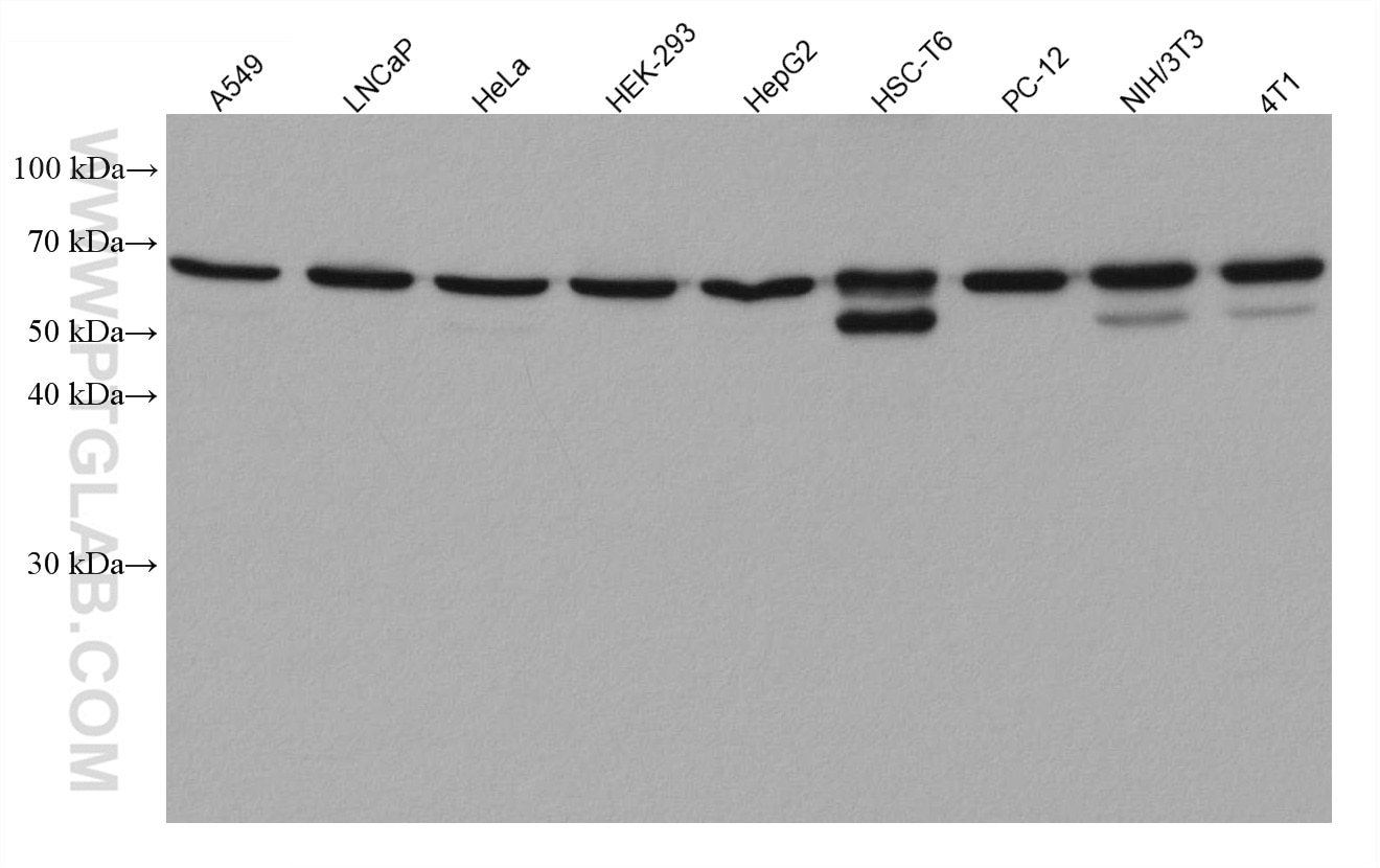 Western Blot (WB) analysis of various lysates using EIF3L Monoclonal antibody (67719-1-Ig)