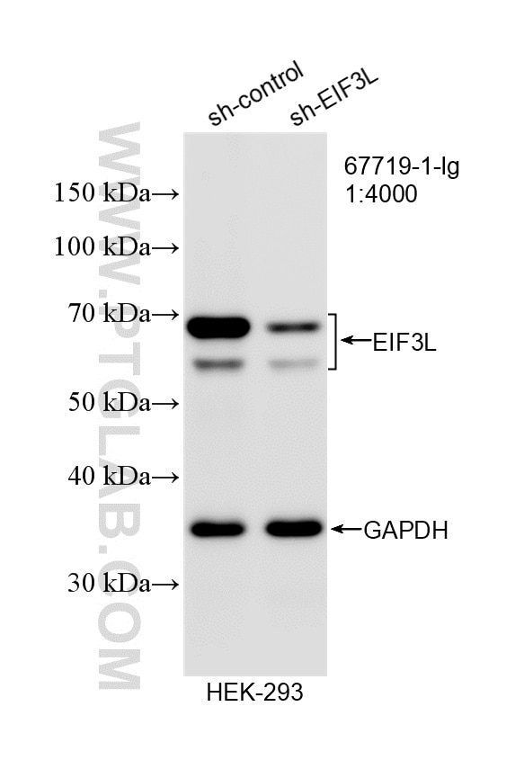 WB analysis of HEK-293 using 67719-1-Ig Western Blot (WB) analysis of HEK-293 cells using EIF3L Monoclonal antibody (67719-1-Ig)