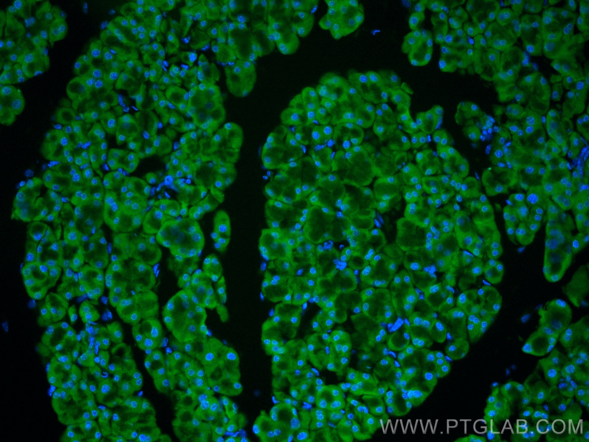 Immunofluorescence (IF) / fluorescent staining of mouse pancreas tissue using CoraLite® Plus 488-conjugated EIF3L Monoclonal ant (CL488-67719)