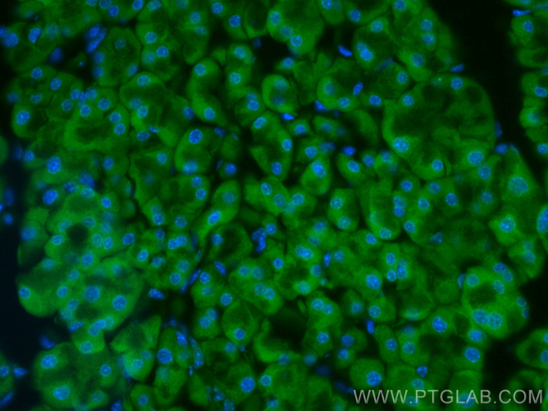 IF Staining of mouse pancreas using CL488-67719