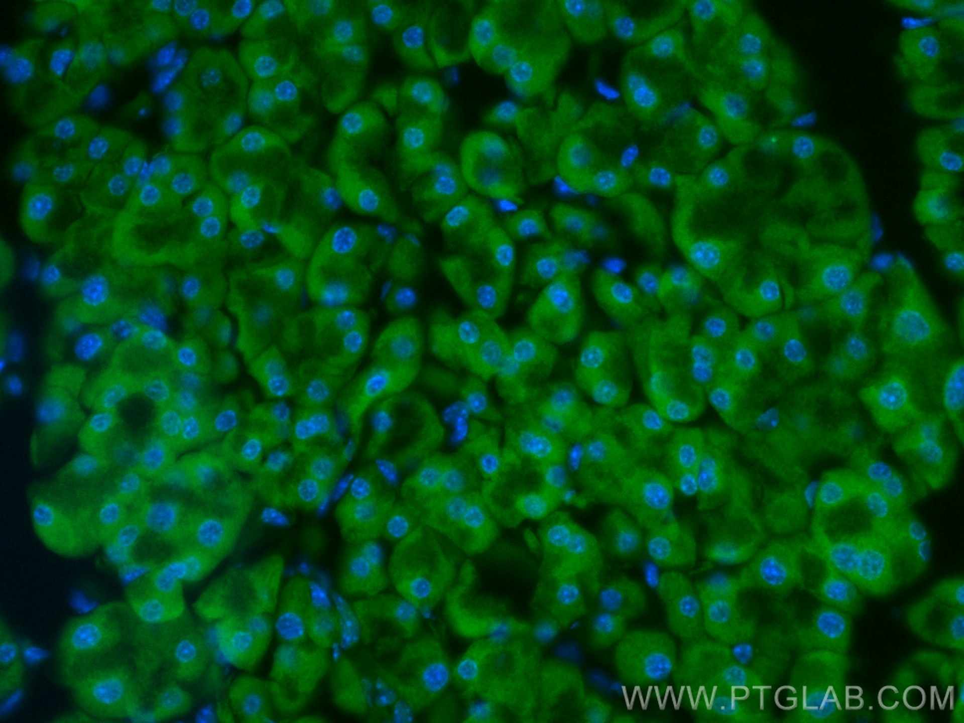 Immunofluorescence (IF) / fluorescent staining of mouse pancreas tissue using CoraLite® Plus 488-conjugated EIF3L Monoclonal ant (CL488-67719)