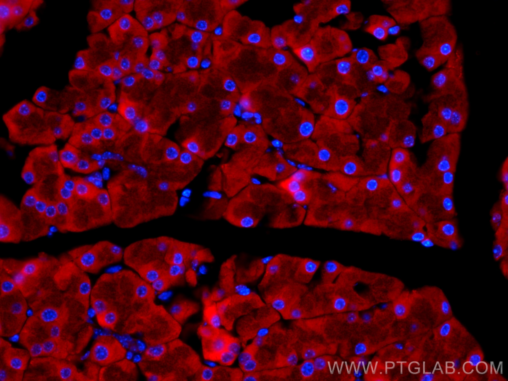 Immunofluorescence (IF) / fluorescent staining of mouse pancreas tissue using CoraLite®594-conjugated EIF3L Monoclonal antibody (CL594-67719)