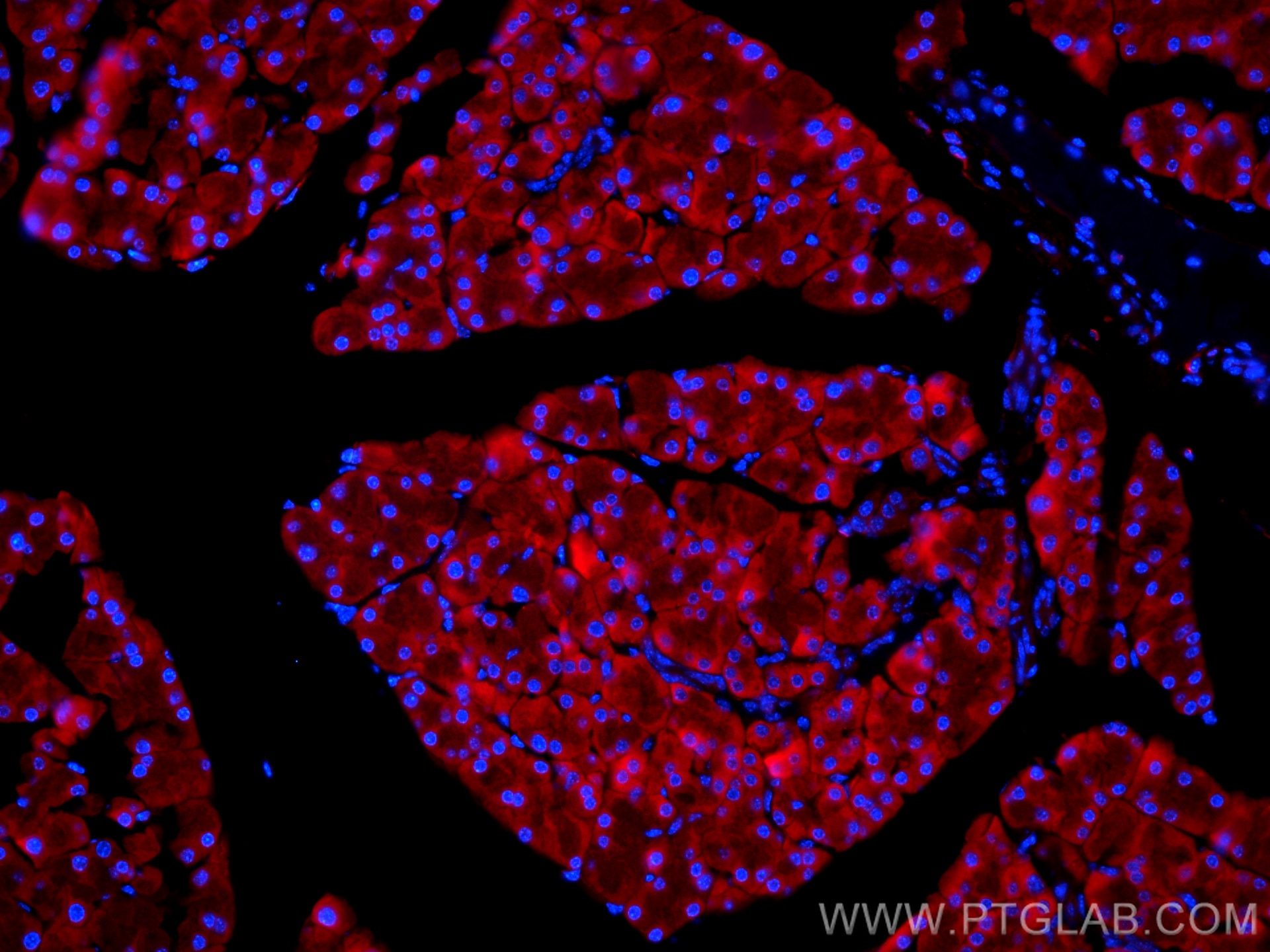 IF Staining of mouse pancreas using CL594-67719
