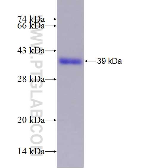 EIF3L fusion protein Ag26680 SDS-PAGE