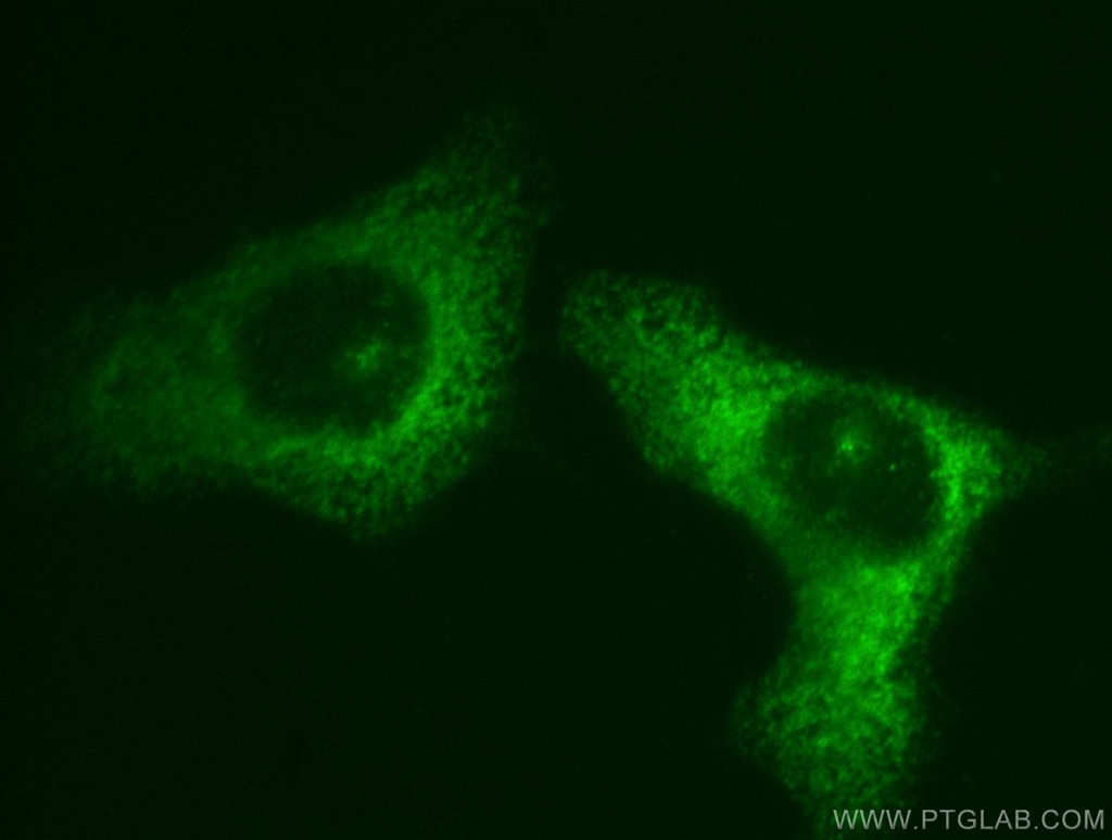 Immunofluorescence (IF) / fluorescent staining of HepG2 cells using EIF3M Polyclonal antibody (11423-1-AP)