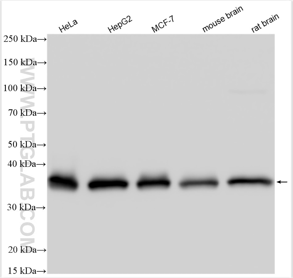 Western Blot (WB) analysis of various lysates using EIF3M Polyclonal antibody (11423-1-AP)