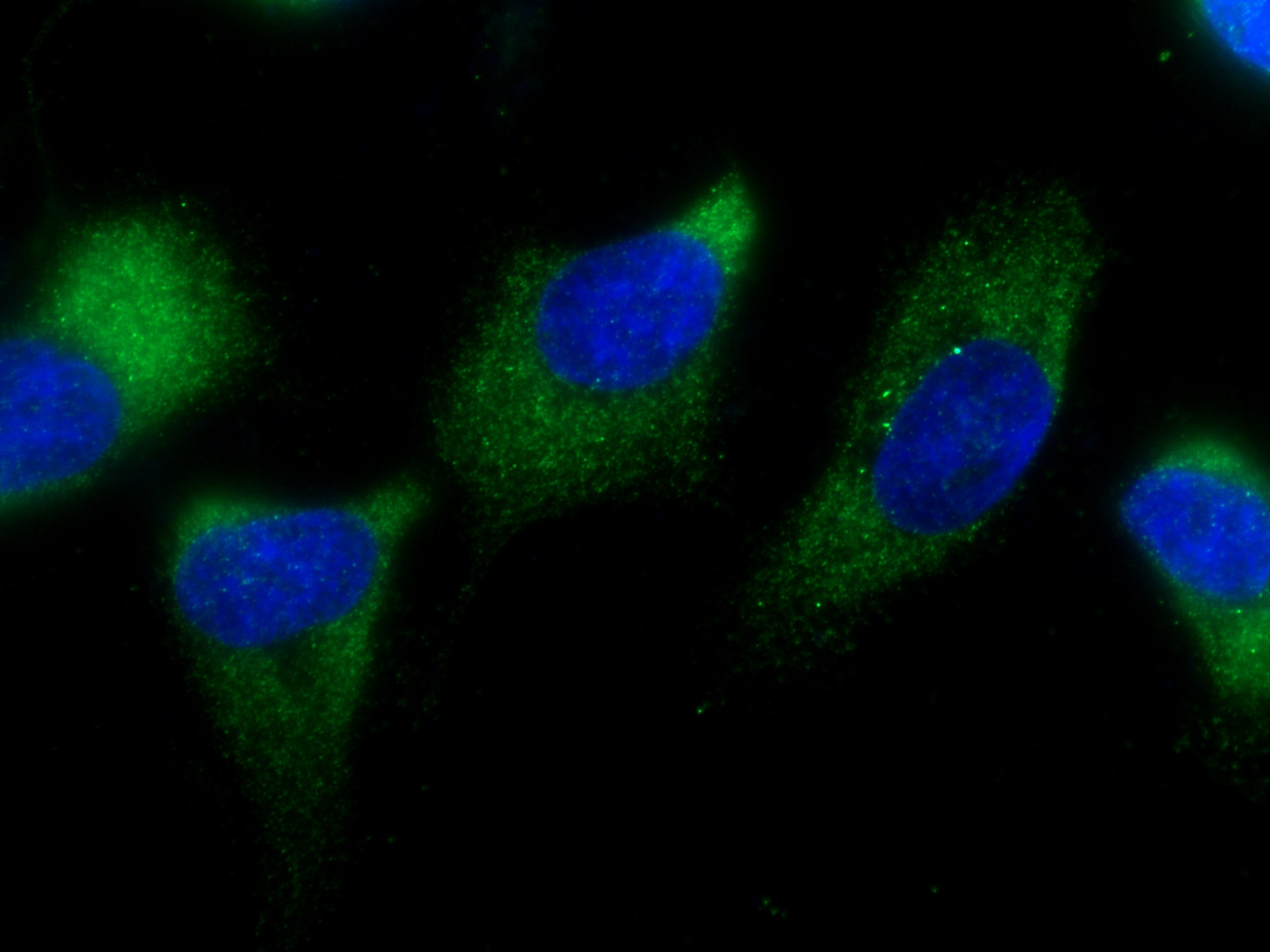 Immunofluorescence (IF) / fluorescent staining of MCF-7 cells using EIF3M Monoclonal antibody (66025-1-Ig)