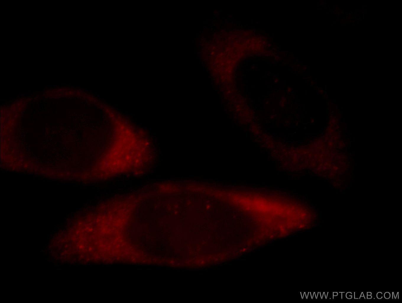 Immunofluorescence (IF) / fluorescent staining of MCF-7 cells using EIF3M Monoclonal antibody (66025-1-Ig)