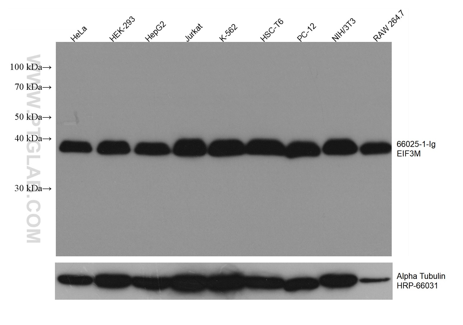 Western Blot (WB) analysis of various lysates using EIF3M Monoclonal antibody (66025-1-Ig)