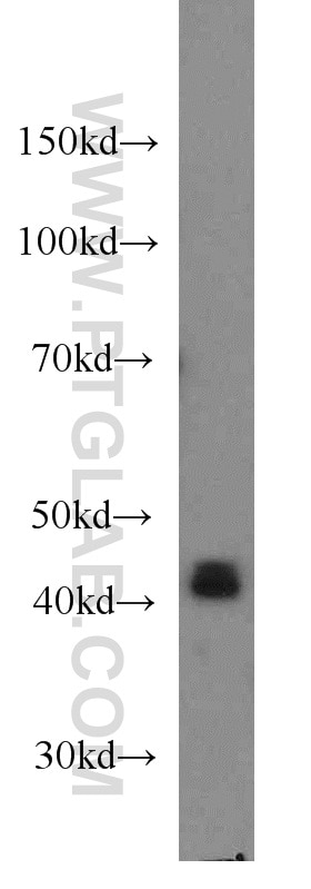 Western Blot (WB) analysis of HeLa cells using EIF3M Monoclonal antibody (66025-1-Ig)