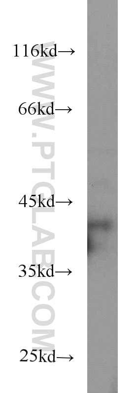 Western Blot (WB) analysis of HepG2 cells using EIF3M Monoclonal antibody (66025-1-Ig)