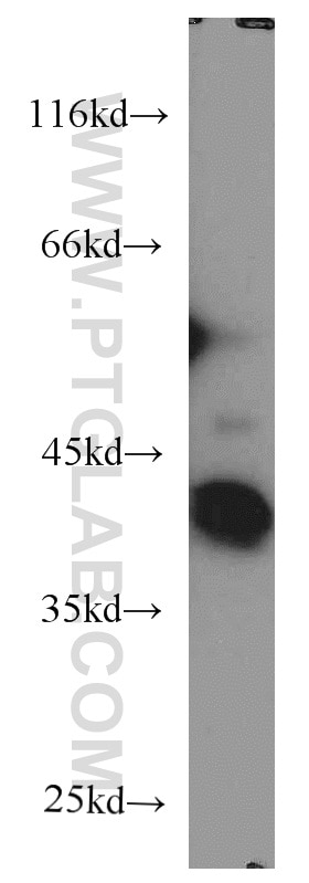 Western Blot (WB) analysis of MCF-7 cells using EIF3M Monoclonal antibody (66025-1-Ig)