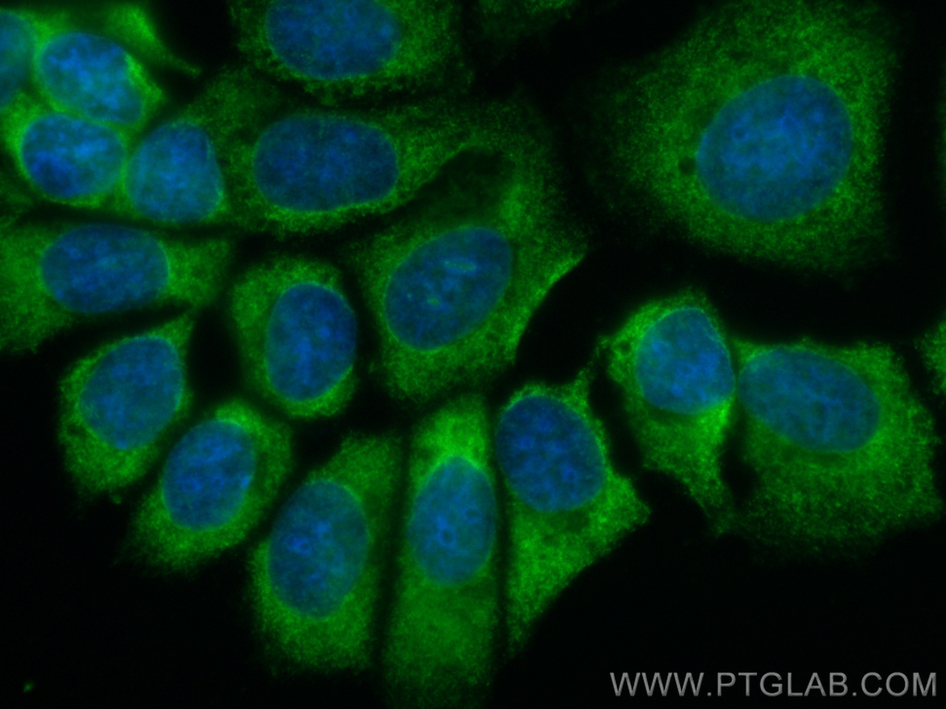 Immunofluorescence (IF) / fluorescent staining of MCF-7 cells using CoraLite® Plus 488-conjugated EIF3M Monoclonal ant (CL488-66025)