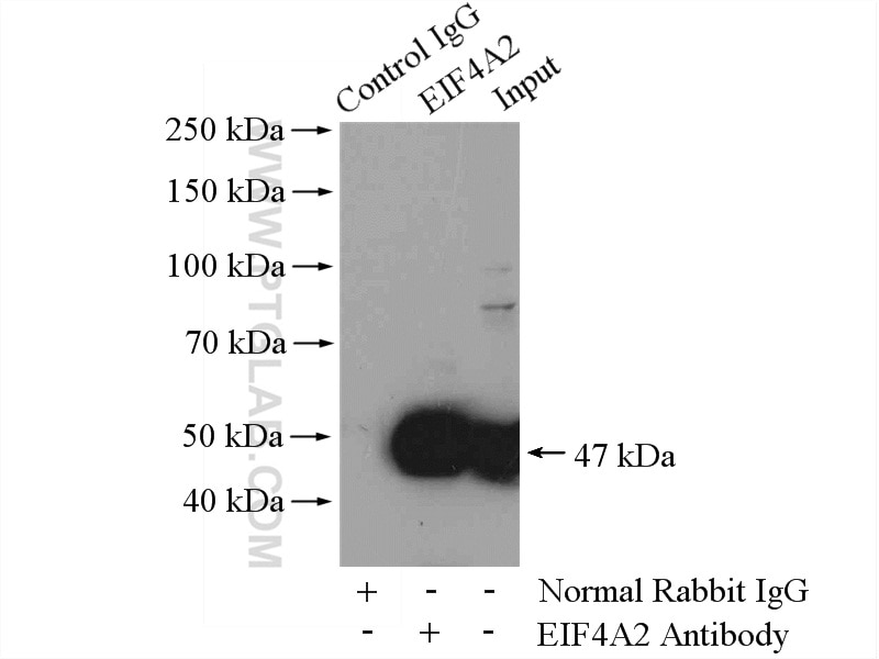 Immunoprecipitation (IP) experiment of Jurkat cells using EIF4A2 Polyclonal antibody (11280-1-AP)