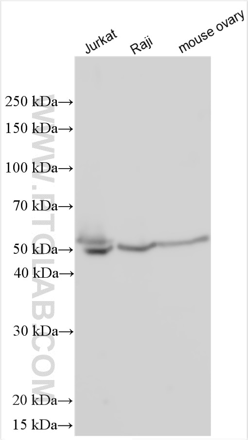 Western Blot (WB) analysis of various lysates using EIF4A2 Polyclonal antibody (11280-1-AP)