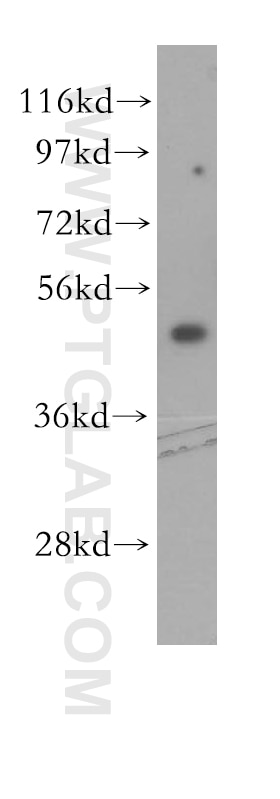 Western Blot (WB) analysis of mouse ovary tissue using EIF4A2 Polyclonal antibody (11280-1-AP)