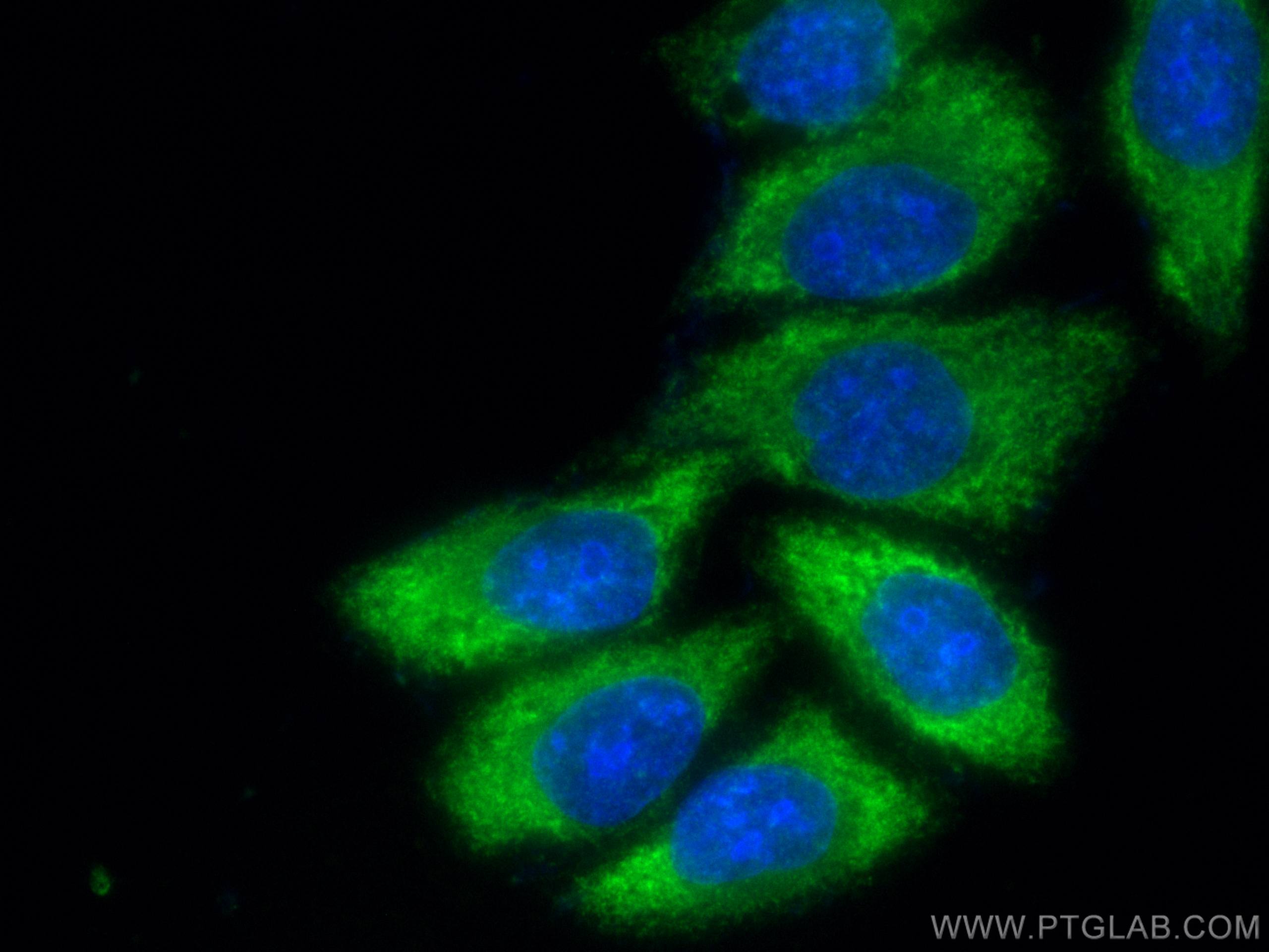Immunofluorescence (IF) / fluorescent staining of HepG2 cells using EIF4A2 Polyclonal antibody (16119-1-AP)
