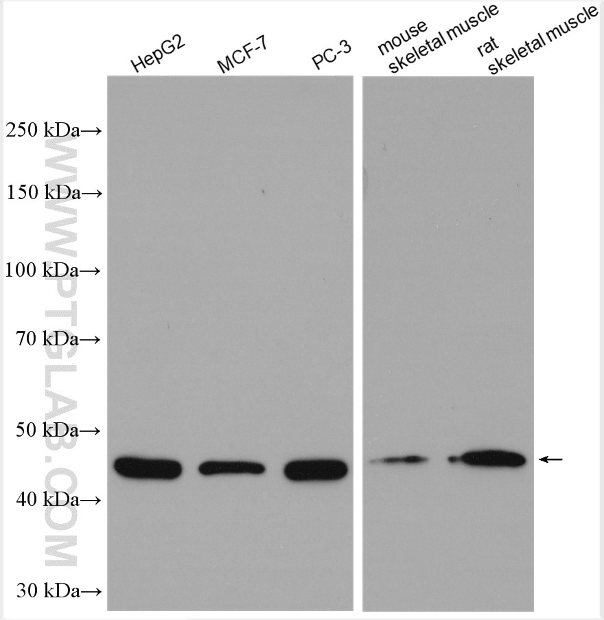Western Blot (WB) analysis of various lysates using EIF4A2 Polyclonal antibody (16119-1-AP)