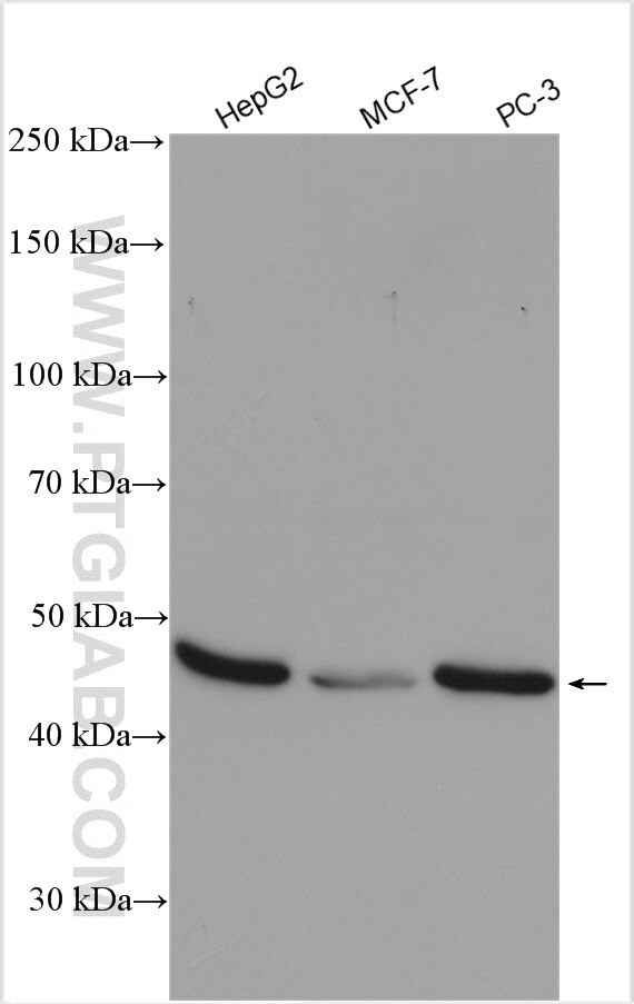 Western Blot (WB) analysis of various lysates using EIF4A2 Polyclonal antibody (16119-1-AP)