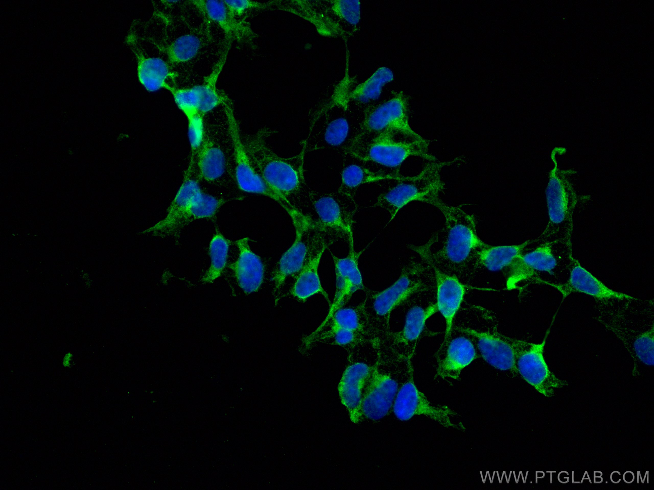 Immunofluorescence (IF) / fluorescent staining of HEK-293 cells using EIF4A2 Monoclonal antibody (67799-1-Ig)