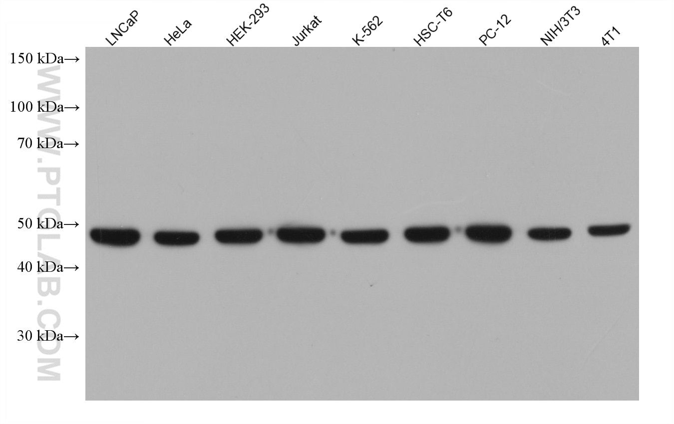 Western Blot (WB) analysis of various lysates using EIF4A2 Monoclonal antibody (67799-1-Ig)