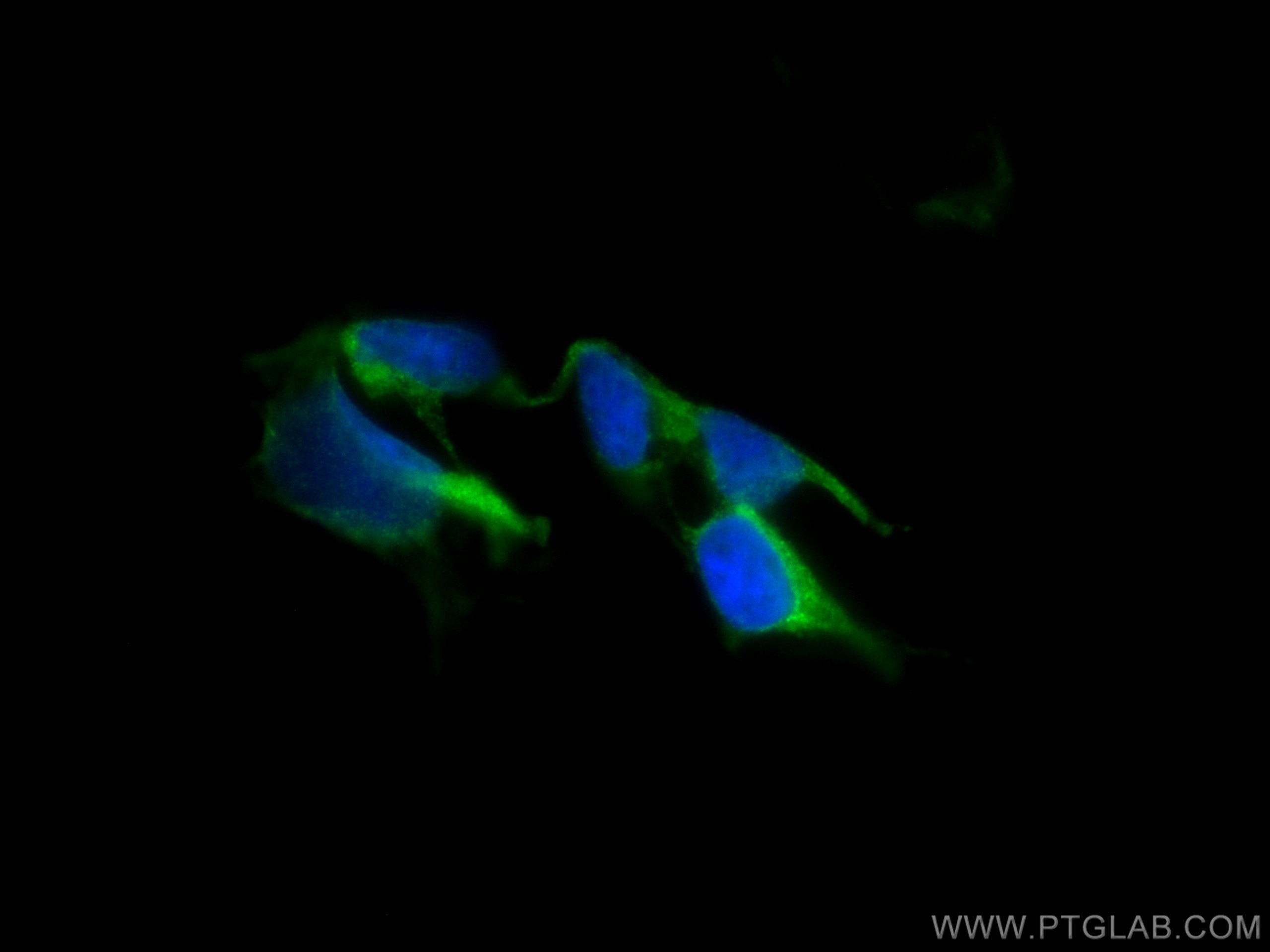 Immunofluorescence (IF) / fluorescent staining of HEK-293 cells using CoraLite® Plus 488-conjugated EIF4A2 Monoclonal an (CL488-67799)