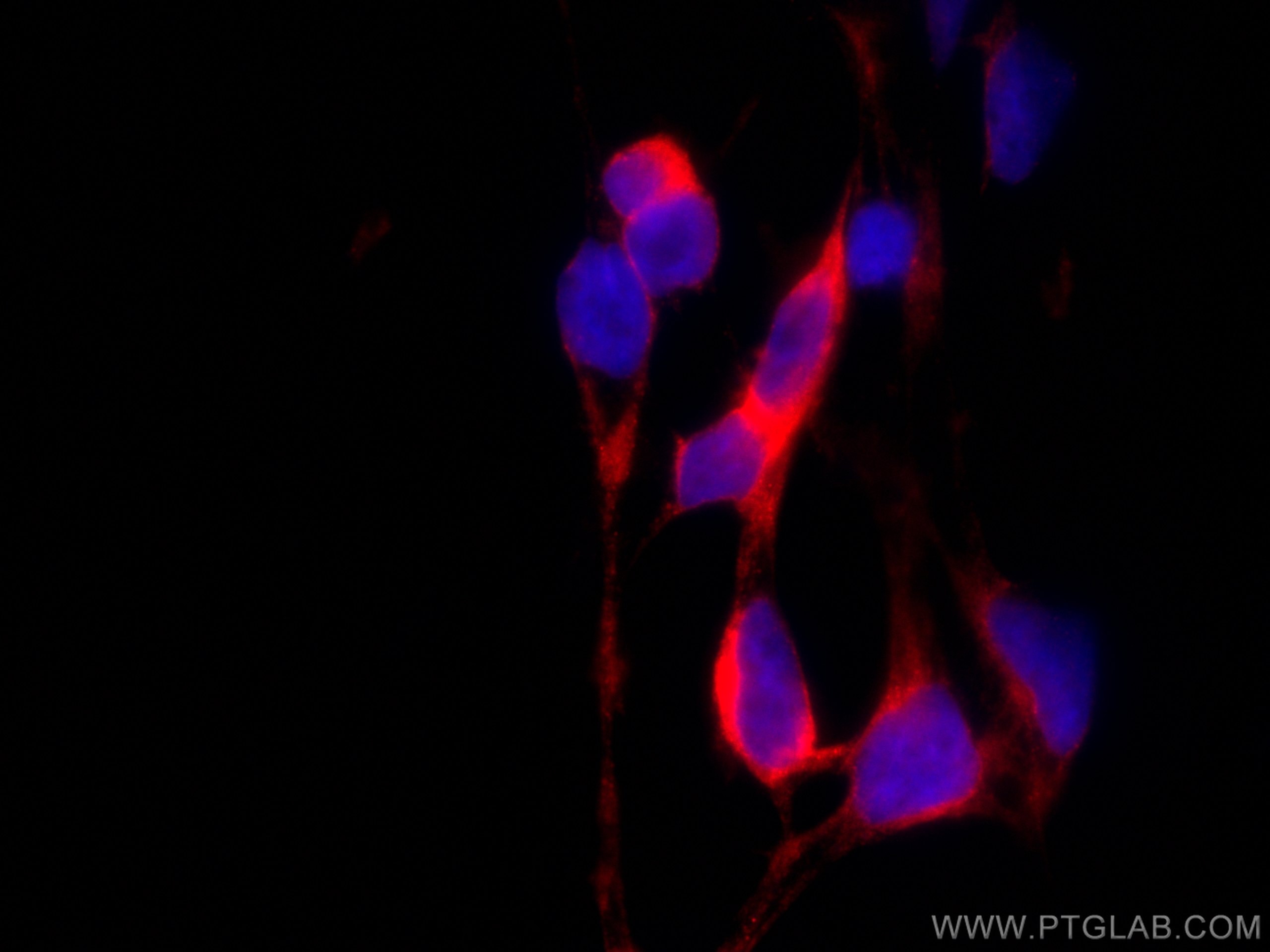 Immunofluorescence (IF) / fluorescent staining of HEK-293 cells using CoraLite®594-conjugated EIF4A2 Monoclonal antibody (CL594-67799)
