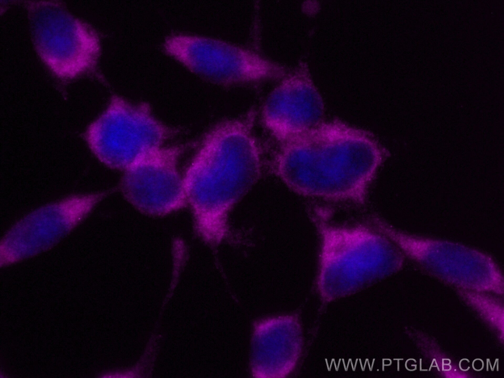 Immunofluorescence (IF) / fluorescent staining of HEK-293 cells using CoraLite® Plus 647-conjugated EIF4A2 Monoclonal an (CL647-67799)
