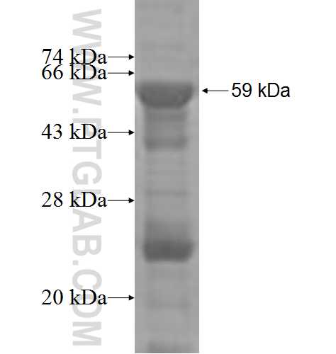 EIF4A2 fusion protein Ag1810 SDS-PAGE