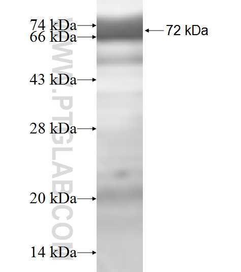 EIF4A2 fusion protein Ag9070 SDS-PAGE