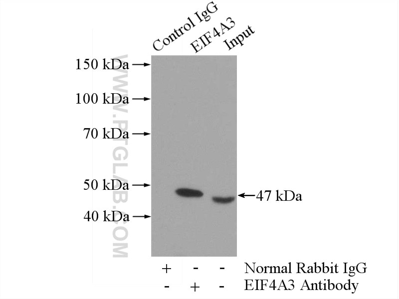 Immunoprecipitation (IP) experiment of HEK-293 cells using EIF4A3 Polyclonal antibody (10463-1-AP)